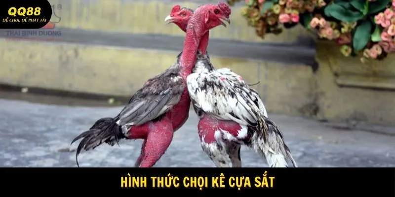 Hình thức chọi kê khốc liệt