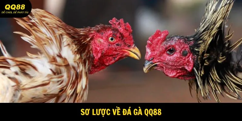 Sơ lược về đá gà QQ88