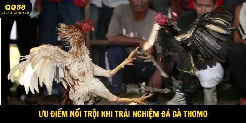 Ưu điểm nổi trội khi trải nghiệm đá gà Thomo